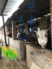 这个霸总是妻管严